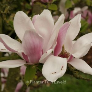 Magnolia denudata 'Dan Xin' (FRAGRANT CLOUD)