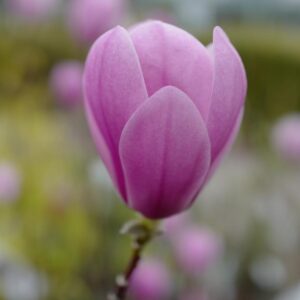 Magnolia denudata 'Minfor' (FESTIROSE)