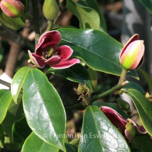 Magnolia figo 'Purple Queen'