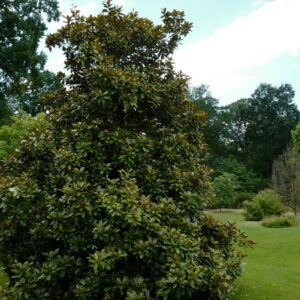Magnolia grandiflora
