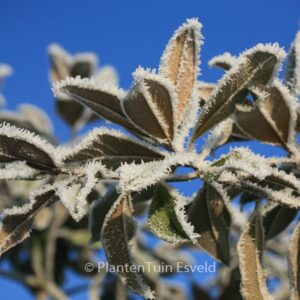 Magnolia grandiflora 'Esveld'