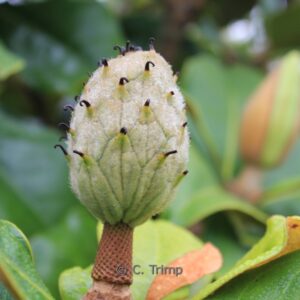 Magnolia grandiflora 'Goliath'