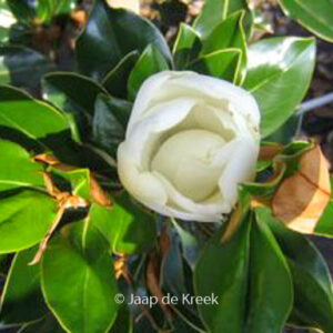 Magnolia grandiflora 'Kay Parris'