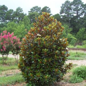 Magnolia grandiflora 'Little Gem'