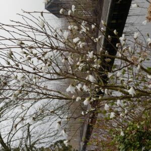 Magnolia kobus 'Maraczi' (ISIS)