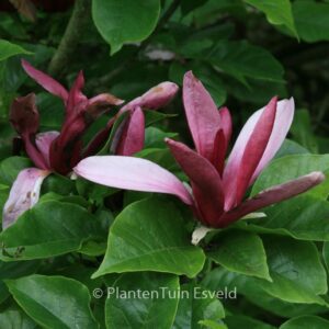 Magnolia liliiflora 'Nigra'