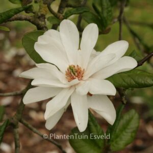 Magnolia loebneri 'Mag's Pirouette'