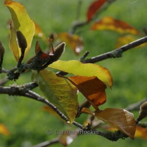 Magnolia loebneri 'Merrill'