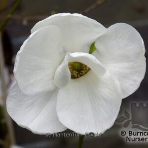 Magnolia pseudokobus 'Kubishimodoki'