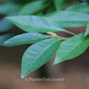 Magnolia salicifolia