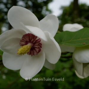 Magnolia sieboldii