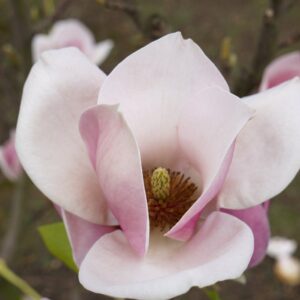 Magnolia soulangeana 'Cameo'