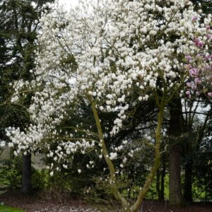 Magnolia soulangeana 'Lennei Alba'