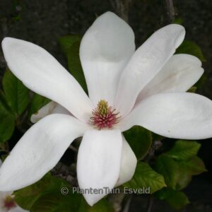 Magnolia soulangeana 'Satisfaction'