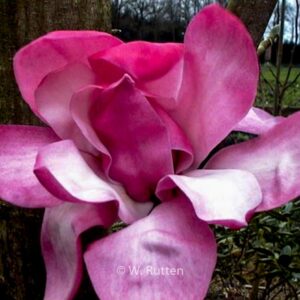Magnolia sprengeri 'Eric Savill'