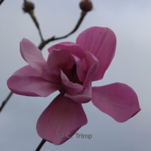 Magnolia sprengeri 'Lanhydrock'
