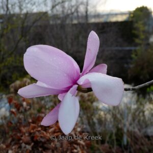 Magnolia sprengeri 'Marwood Spring'