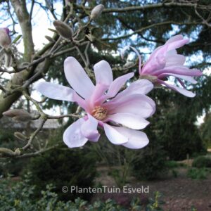 Magnolia stellata 'Rosea'