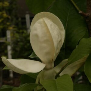 Magnolia thompsoniana 'Olmenhof'