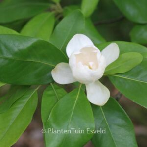 Magnolia virginiana