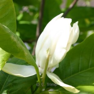 Magnolia wieseneri 'Aashild Kalleberg'
