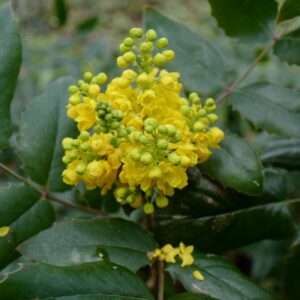 Mahonia aquifolium