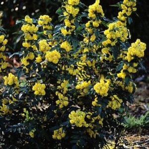 Mahonia aquifolium 'Hastings Elegant'