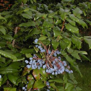Mahonia aquifolium 'Maqu'
