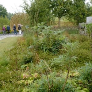 Mahonia eurybracteata