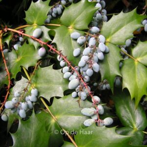 Mahonia japonica