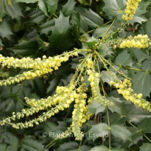 Mahonia japonica 'Hivernant'
