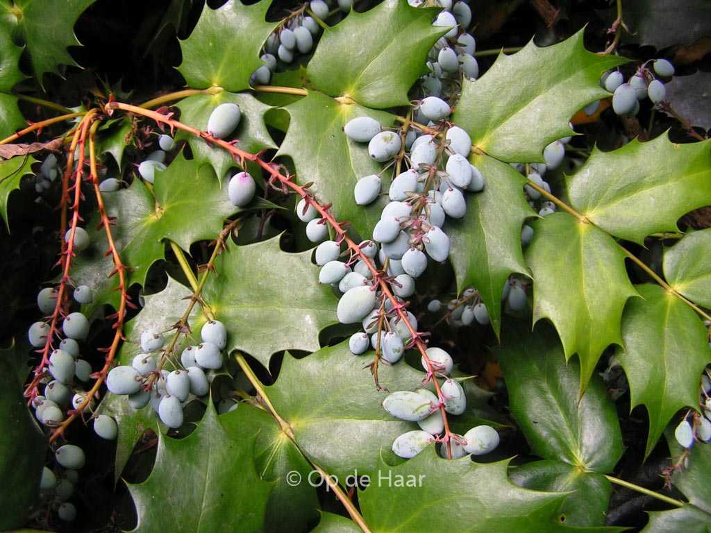 Mahonia japonica