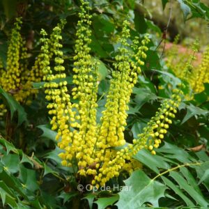 Mahonia media 'Winter Sun'