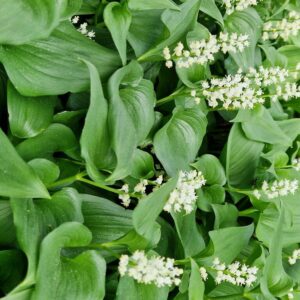 Maianthemum kamtschaticum