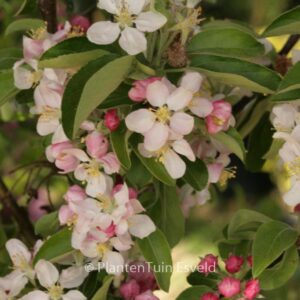 Malus 'Evereste' (PERPETU)