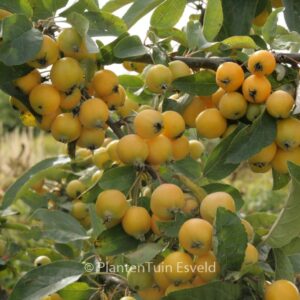 Malus 'Golden Hornet'