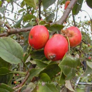 Malus 'John Downie'