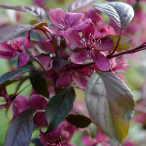 Malus 'Profusion'
