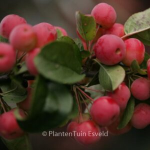 Malus 'Red Sentinel'