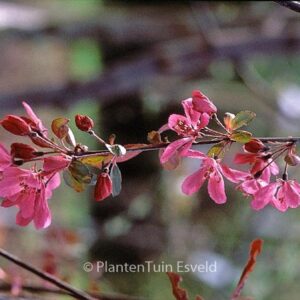 Malus 'Royal Beauty'