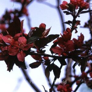 Malus 'Royalty'