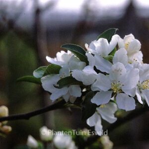 Malus 'White Angel'