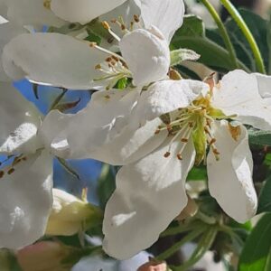 Malus baccata 'Street Parade'