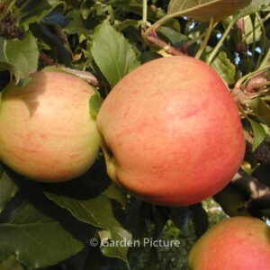 Malus domestica 'Gala'