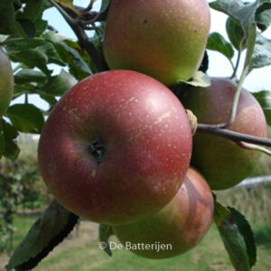 Malus domestica 'Jan Steen'