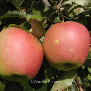 Malus domestica 'Jonagold'