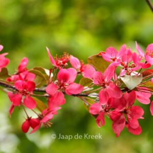 Malus toringo 'Scarlett'