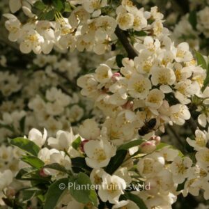 Malus toringo 'Tina'