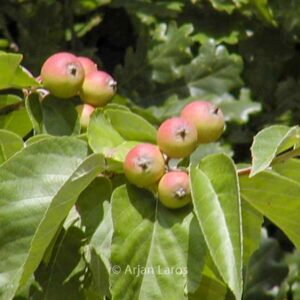 Malus tschonoskii