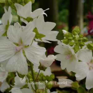 Malva moschata 'Alba'